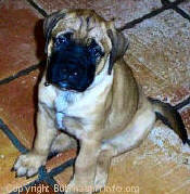 Beloved Toad Bullmastiffs Puppy