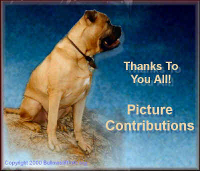 Please accept our deepest gratitude for helping to educate the public on the Bullmastiff Breed.