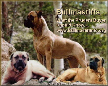 Click Here to Enter BullmastiffInfo.org!