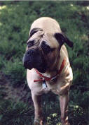 This is Molly.  Molly came to me at approximately 8 years of age (she was a stray).  She had been spayed within the last several months.  When I got her in I noticed some mammary masses.  Biopsy revealed mammary adenocarcinoma.  With surgical removal, the oncologist where I work said she would live another 6 months to 2 years.  At that point, Miss Molly had moved in and had established herself and the gentle matriarch.  She came to be already housebroken, obedience trained, and knew a few tricks.  She was impecable in her behavior.  I simply couldn't euthanize her; however, no one calls MoKan Bullmastiff Rescue requesting to adopt an 8 year old dog with cancer.  So, Molly stayed as long as I could keep her comfortable.  She outlived my two personal dogs at the time, helped countless rescues get used to my home, and supported me through some very difficult times.  I was able to keep her happy and comfortable for two years and five months.  She was the consumate lady and I was lucky to share my home with her.  I'd like to thank Jenn Lane for taking this beautiful picture.  Molly goes to show, you shouldn't count the old rescues out...sometimes they make the most perfect pets. 