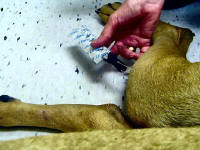 Inserted acupuncture needles are being heated by a moxa stick to encourage healing.