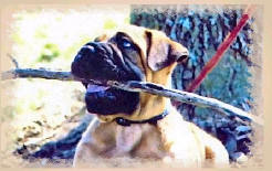 BluffCreek's Mighty Quinn